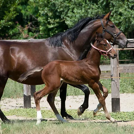 Luer - Con Vista Sul Iseo Hébergement de vacances